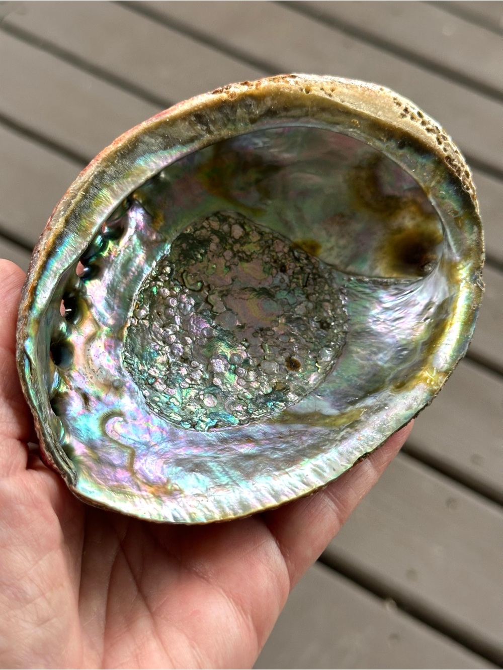 Abalone Shell